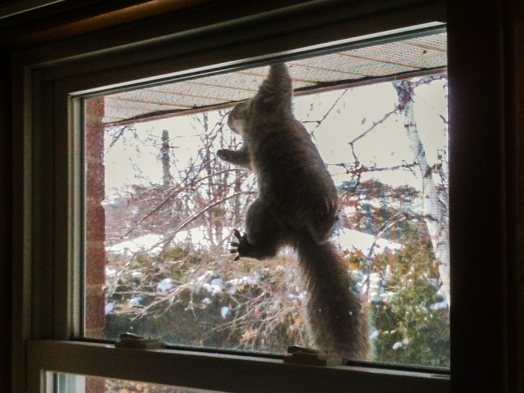 A crazy squirrel on my kitchen window screen. A crazy squirrel on my kitchen window screen.